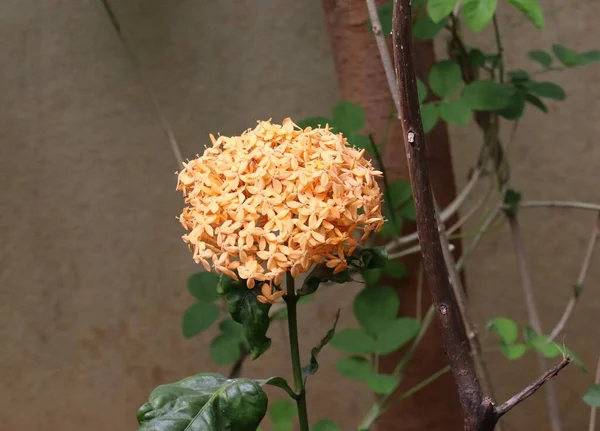 Gros Plan Ixora Chinois Poussant Dans Arbuste Feuilles Vertes Par — Photo