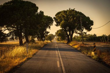 Yeşil ağaçlar arasında altın saatinde boş bir asfalt yolun manzarası.