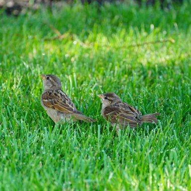 İki kahverengi serçe yeşil bir tarlada