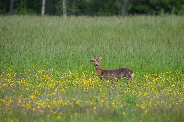 Scenic View Roe Deer Standing Green Field Looking Camera — Stock Photo, Image