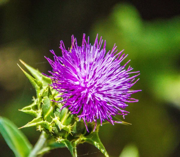 A closeup of a purple Milk thistle growing on a green stem