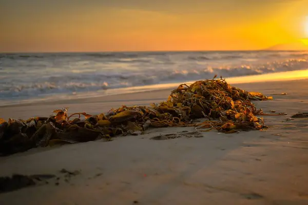 夕日には海草で覆われた砂浜に打ち寄せる波の景色 — ストック写真