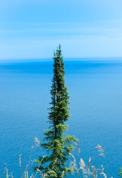 Vertikal Bild Ett Högt Träd Som Växer Vid Havet — Stockfoto