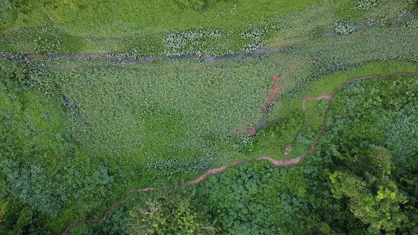 Una Toma Aérea Estrecho Río Rodeado Vegetación Verde —  Fotos de Stock