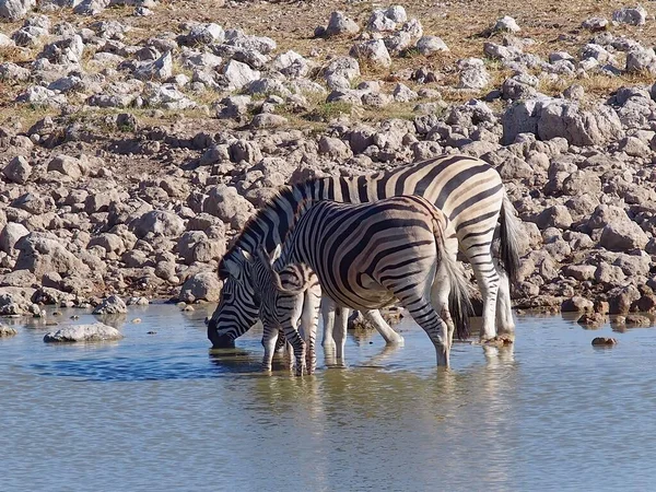 Urocza Rodzina Zebr Pijąca Wodę Rzeki Parku Narodowym Etosha Namibia — Zdjęcie stockowe
