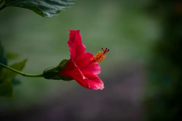 Yeşil Bir Kök Üzerinde Büyüyen Pembe Bir Çin Gülünün Hibiscus — Stok fotoğraf