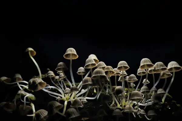 Close Shot White Fungus Growing Mossy Wood Log — Stock Photo, Image
