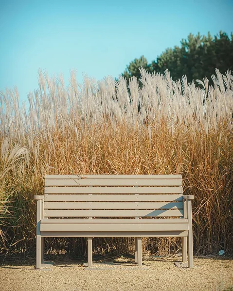 Silvergrass Tarlasının Yanındaki Tahta Bankın Dikey Görüntüsü — Stok fotoğraf