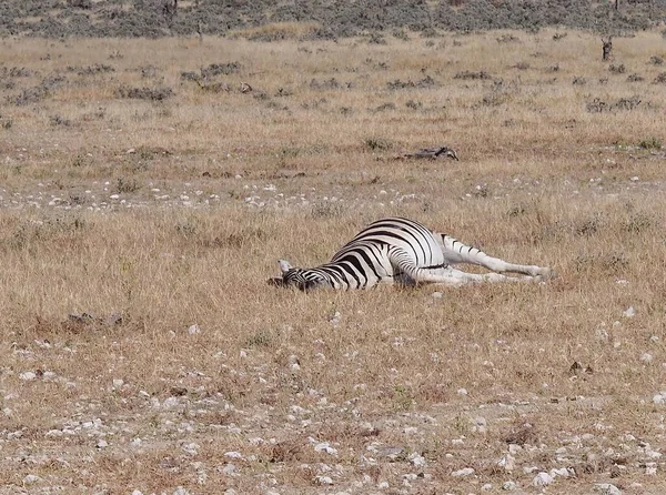 Zebra Ležící Suché Trávě Národním Parku Etosha Namibie — Stock fotografie