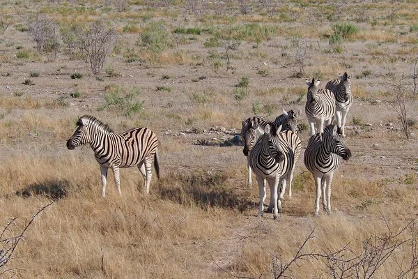 Gruppo Zebre Piedi Sull Erba Secca Nel Parco Nazionale Etosha — Foto Stock