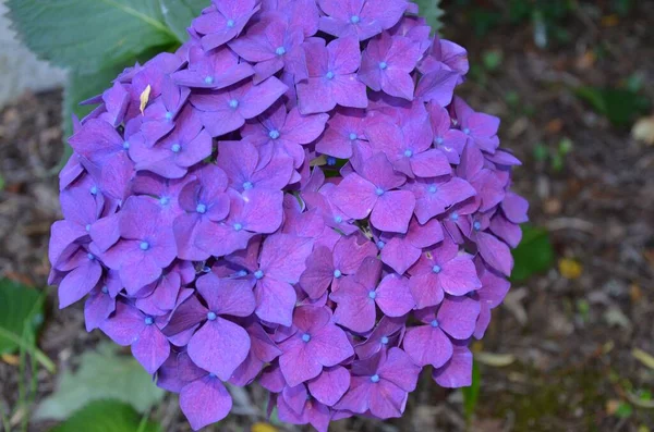 花园里长着一朵紫色的水仙花的特写 — 图库照片