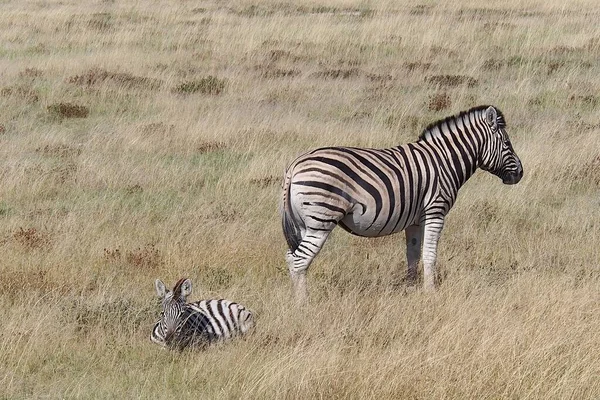 Dva Zebry Ležící Stojící Suché Trávě Národním Parku Etosha Namibii — Stock fotografie