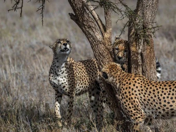 Detailní Záběr Tří Gepardů Stojících Suché Trávě Pod Stromem — Stock fotografie