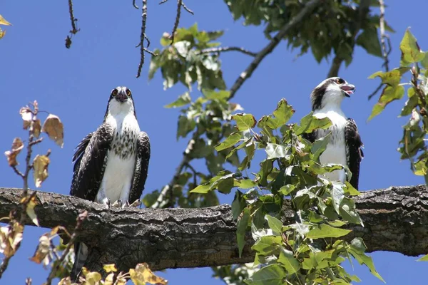 Two Eagles Perching Tree Branch Clear Sky — Stock Photo, Image