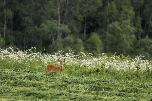 Uma Vista Panorâmica Veado Ovino Campo Verde Olhando Para Uma — Fotografia de Stock