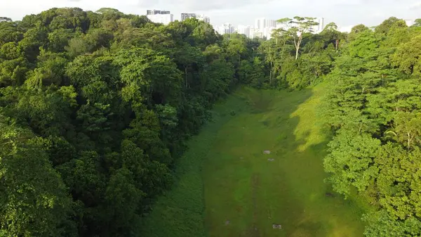 Sebuah Pemandangan Mata Burung Dari Bidang Sempit Dikelilingi Oleh Hutan — Stok Foto