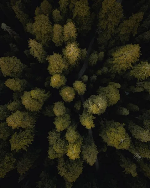 Uma Vista Superior Árvores Grandes Uma Floresta Dia Ensolarado — Fotografia de Stock