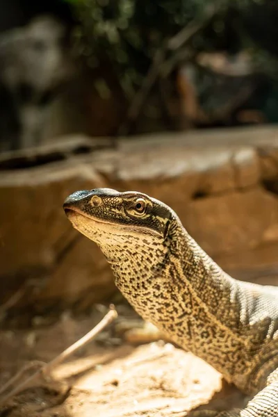 Close Vertical Lindo Monitor Lizard — Fotografia de Stock