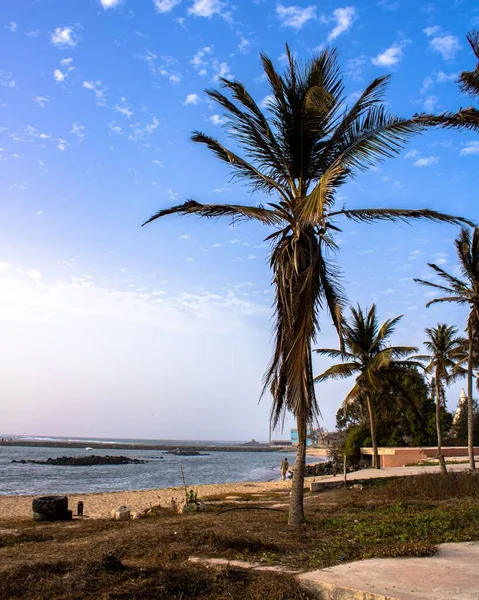 Прекрасний Вид Пальми Пляжі Під Ясним Блакитним Небом — стокове фото