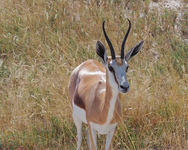 Portrait Une Adorable Gazelle Debout Sur Terrain Dans Parc National — Photo