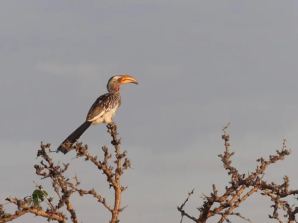 Желтоклювый Орлан Сидит Ветке Серым Небом Национальном Парке Этоша Намибия — стоковое фото