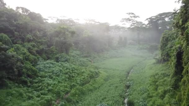 Una Vista Drone Uno Stretto Fiume Circondato Vegetazione Verde — Video Stock