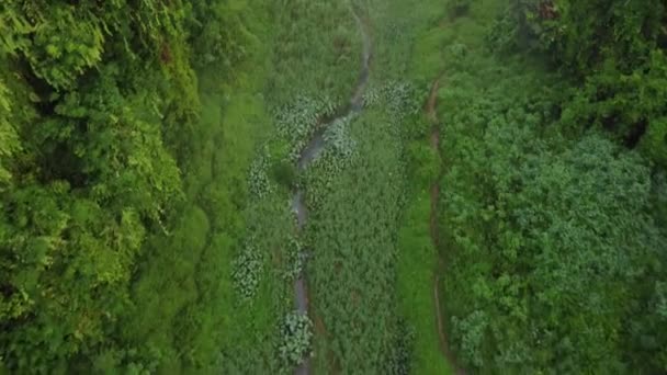 俯瞰一条被绿色植被环绕的狭窄河流 — 图库视频影像