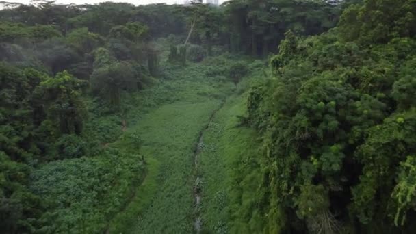 Una Vista Drone Uno Stretto Fiume Circondato Vegetazione Verde — Video Stock