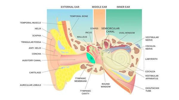Diagramma Una Struttura Funzione Anatomica Dell Orecchio Umano — Vettoriale Stock