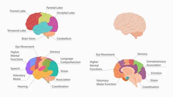 Введение Анатомии Функциональности Мозга Человека — стоковый вектор