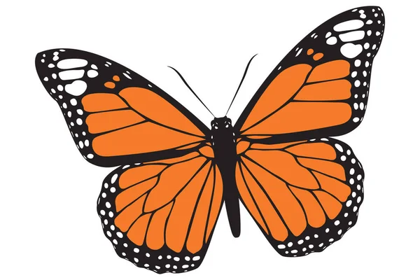 Piękny Monarcha Wektor Motyl Ilustracja — Wektor stockowy
