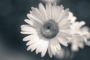 Bulanık arkaplanı olan bir papatyanın gri tonlu yakın çekimi