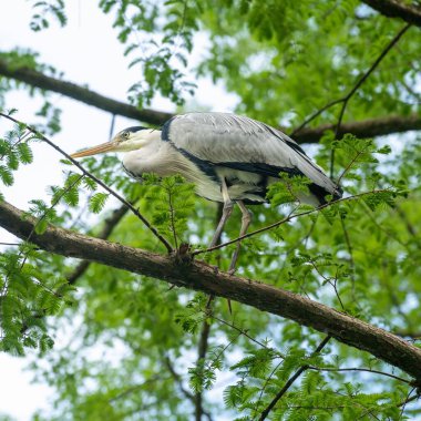 Bir ağaç dalında duran gri balıkçılın (Ardea cinerea) yakın plan çekimi