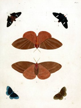 Eski bir kitaptan alınmış el yapımı kelebek çizimleri.