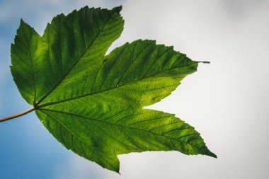 Güneş ışığıyla kaplı yeşil bir akçaağaç yaprağının yakın plan çekimi.
