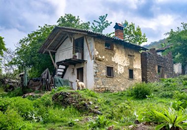 Kuzey Makedonya 'nın terk edilmiş bir köyündeki bahçedeki yıkılmış taş evin dış görüntüsü