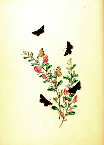 Una Ilustración Vintage Vertical Del Siglo Xix Mariposas Coloridas —  Fotos de Stock