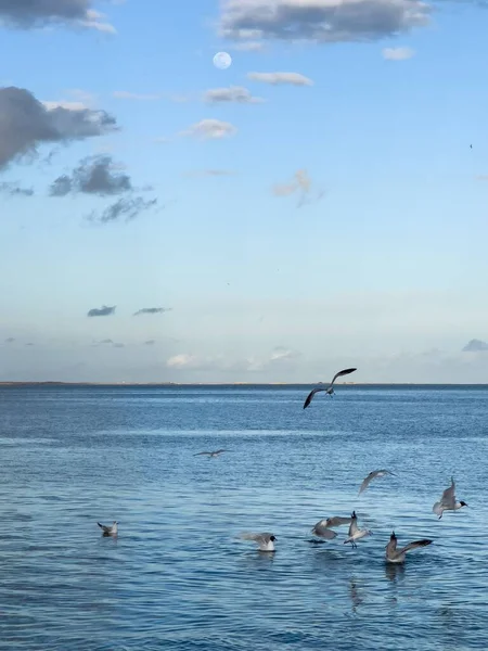 Flock Seagull Birds Fly Sea — Stock Fotó