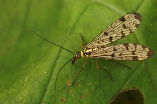 Closeup German Scorpionfly Panorpa Germanica Open Wings Sitting Green Leaf — Stock Photo, Image
