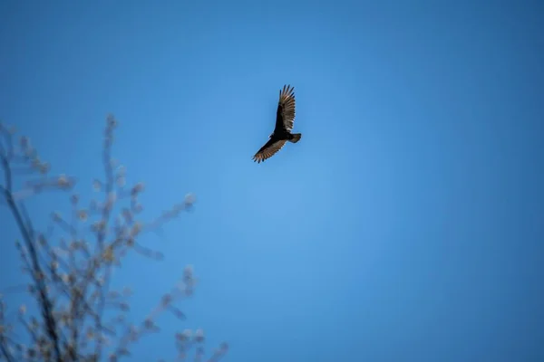 Mavi Gökyüzünde Uçan Görkemli Bir Akbabanın Alçak Açılı Görüntüsü — Stok fotoğraf