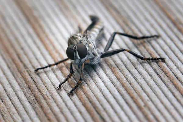 Una Macro Mosquito Una Ropa Lineal Beige —  Fotos de Stock