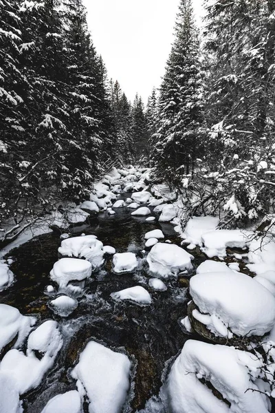 森の中の雪の松の木の美しい景色 — ストック写真