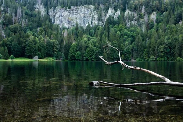 Pequeno Ramo Sem Folhas Que Põem Sobre Lago Com Árvores — Fotografia de Stock