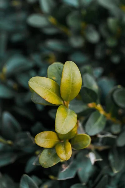 Eine Nahaufnahme Einer Gelben Buchsbaumpflanze Mit Grünem Unscharfen Hintergrund — Stockfoto