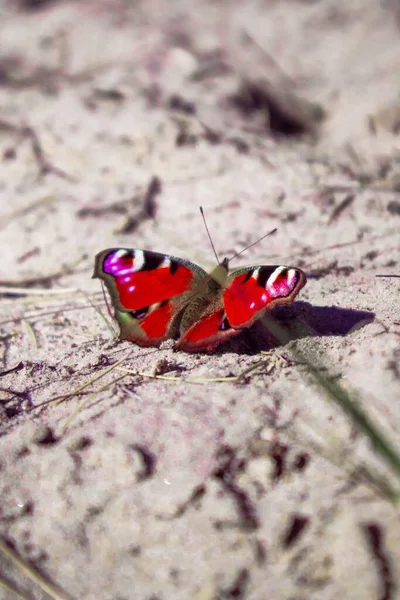 Tiro Close Uma Borboleta Peacock Vermelha Superfície Rochosa — Fotografia de Stock