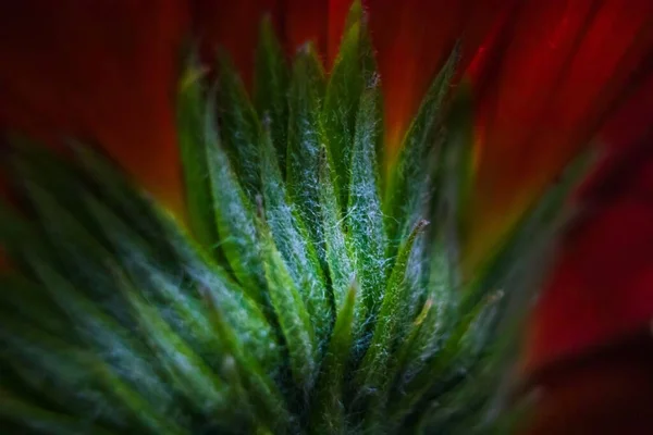 Uma Vista Macro Close Uma Planta Flor Gerbera Vermelha Parte — Fotografia de Stock