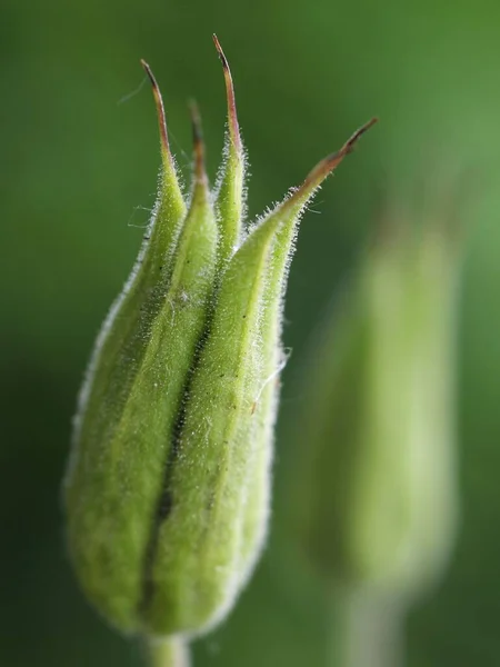 Ein Selektiver Fokusschuss Der Blütenknospe — Stockfoto