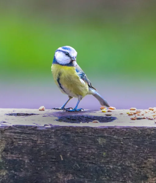 Vertical Shot Tit Blue Yellow Feathers Sitting Bench Park — Zdjęcie stockowe