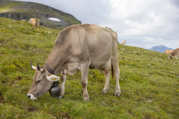 Una Vaca Doméstica Con Una Campana Alrededor Cuello Pastando Una — Foto de Stock