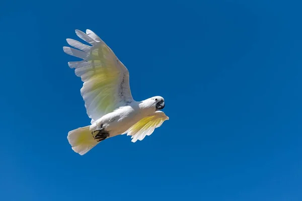 Perruche Dorée Guaruba Guarouba Bel Oiseau Jaune Volant — Photo